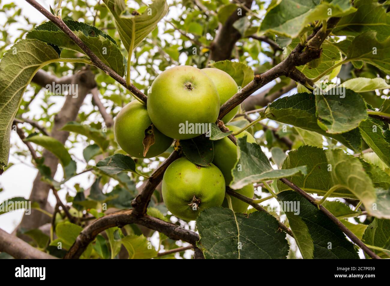 unripe